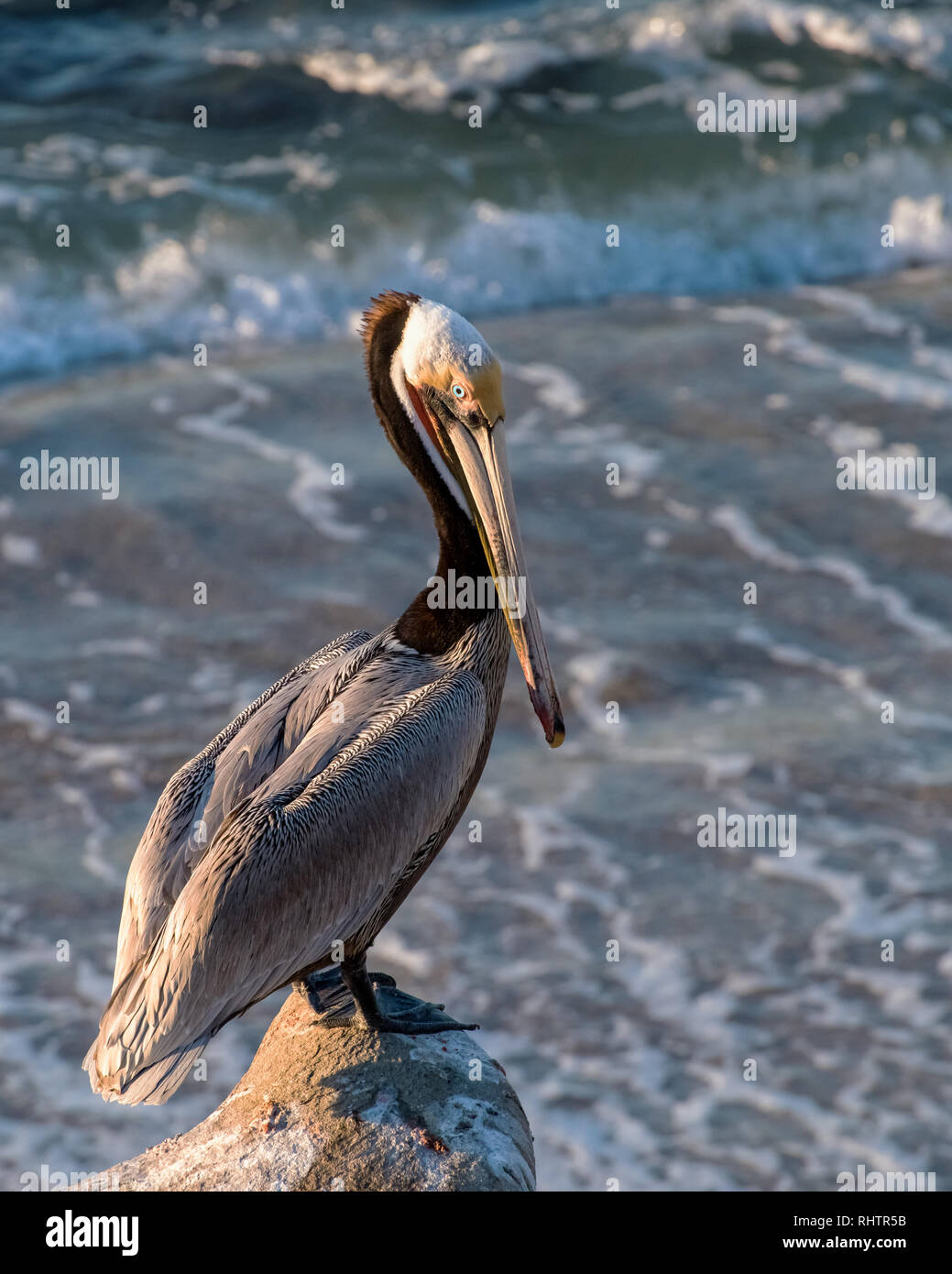 California Brown Pelican precariamente in piedi sulla cima di un promontorio roccioso Foto Stock