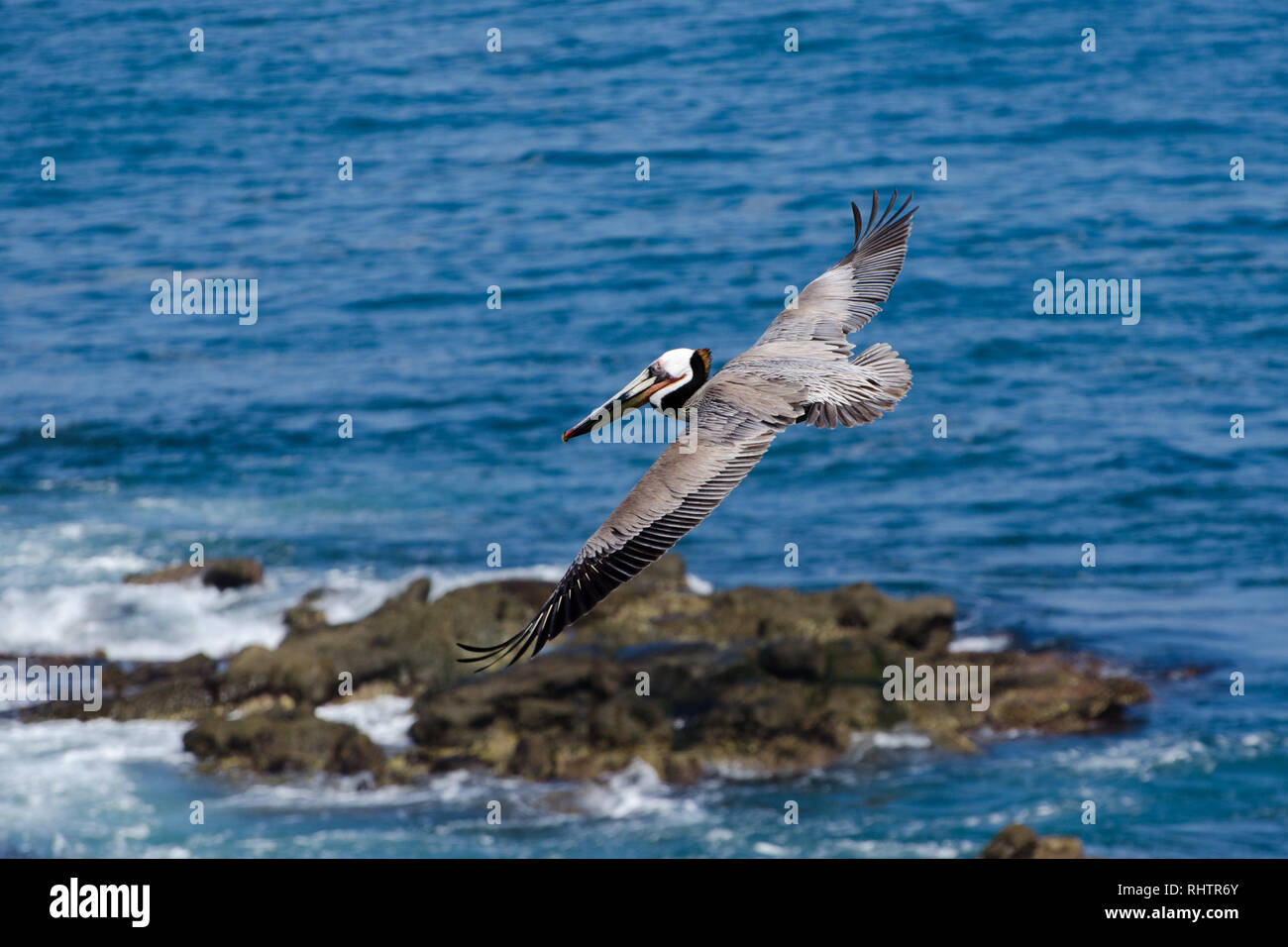 California Brown Pelican in volo su una piccola isola nell'Oceano Pacifico Foto Stock