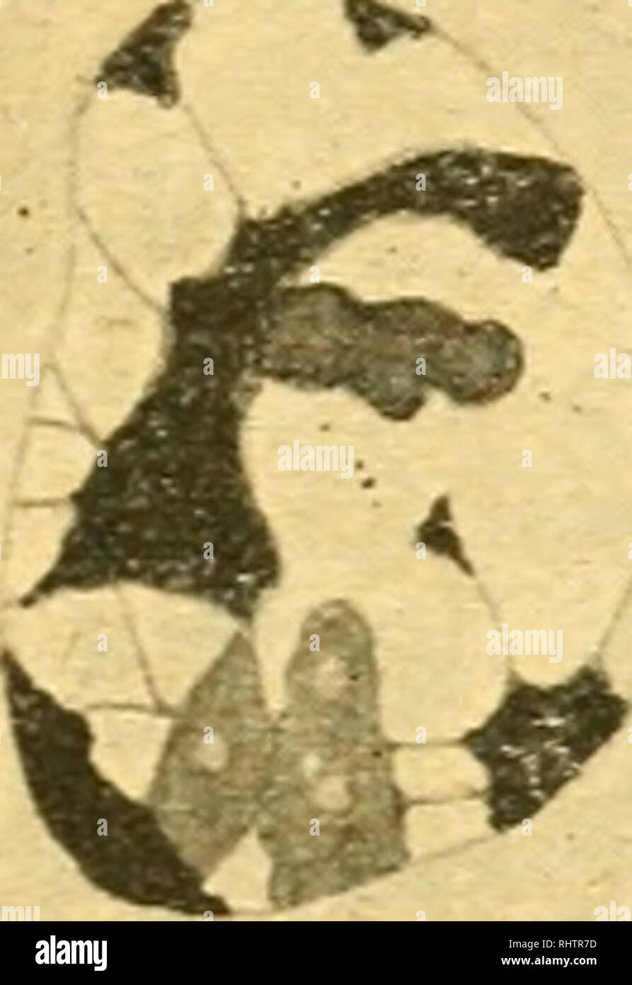 . Bibliographie anatomique. Anatomia umana; Istologia; Embriologia Umana. Les figure da 1 à 6 se rapportent à la prophase de la premiÃ¨re mitose de la maturazione (gr. =: 2.000 d). I, 2, 3. Spermatocyte Ã gros cordon chromatique; les corpuscules centraux sont à la partie supÃ©- rieure des figure 1 et 2.   Sur la figura 3 sulla nota de petits orifizi dans le cordon chromatique. La figura 5 montre onu oÃ¹ noyau il existe des Â"hromosomes individualisÃ©s, Ã cÃ'tÃ© du cordon chroma* tique encore Ã©pineux, trois cromosomi ont Ã©tÃ© entraÃ®nÃ©s par le rasoir dans le corps cellulaire : ils appartiennent pe Foto Stock