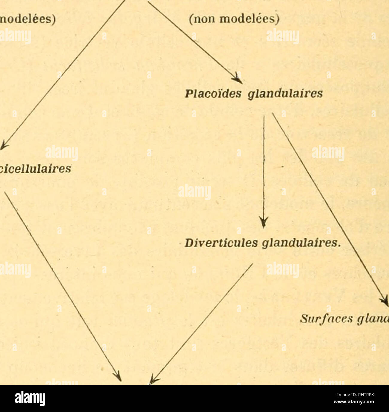 . Bibliographie anatomique. Anatomia umana; Istologia; Embriologia Umana. 98 BIBLIOGRAPHIE ANATOMIQUE TABLEAU MI INVERTEBRES VERTEBRES Glandes unicellulaires (modelées) / " (non modelées) Glandes paucicellulaires [modellaggio]. Glandes multicellulaires (modelées) Siir/sno!; fflaiululaire.^. [Associazione] Glandes supérieures Chez r Homme, il est facile de retrouver tous les principaux chaînons de la série des formazioni glandulaires des Vertébrés. C'est cette série que nous allons essayer de reconstituer.. Si prega di notare che queste immagini vengono estratte dalla pagina sottoposta a scansione di immagini che possono essere state Foto Stock