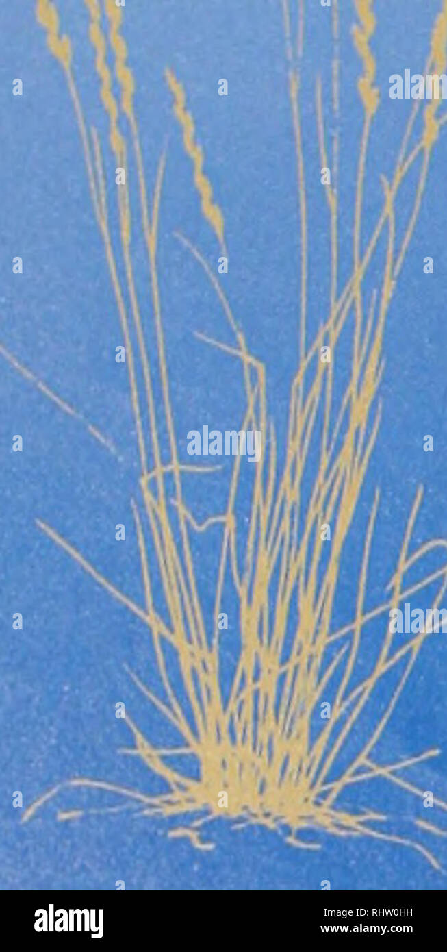 . Le migliori pratiche di gestione per il pascolo Montana . Il pascolo; gestione gamma. Essere^EHTS della HEAlihy zona ripariale un sano zona ripariale: • produce molto più foraggio per unità di area di altipiani, spesso risultante in un maggior numero di capi lo svezzamento dei pesi. • Fornisce un riparo per il bestiame durante condizioni atmosferiche estreme. • Si stabilizza streamhanks ad alta densità di piante, riducendo i danni da calpestio degli animali, ghiaccio purga, e di erosione a causa di inondazioni. • Aumenta di fine estate flussi di streaming per irrigazione, stockwater e pesca mediante ricarica i negozi delle acque sotterranee e la fornitura di acqua della banca di storage. • Filtri sedi- ment prot Foto Stock