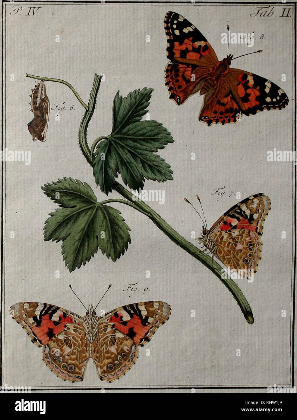 . Beschouwing der wonderen dèi : in de mintsgeachte schepzelen della nederlandsche insecten ... naar 't leven getekent naauwkeurig, in 't koper gebracht wn gekleurd. Entomologia. • -.. Y..,-^ ..:&LT;&LT; / DAG-VJJNDEERS' i&GT;au &AMP; EERSTE EENEE, 1 m&GT; è I. Si prega di notare che queste immagini vengono estratte dalla pagina sottoposta a scansione di immagini che possono essere state migliorate digitalmente per la leggibilità - Colorazione e aspetto di queste illustrazioni potrebbero non perfettamente assomigliano al lavoro originale. Sepp, Jan Christiaan, 1739-1811. Amsterdam : J. C. Sepp Foto Stock