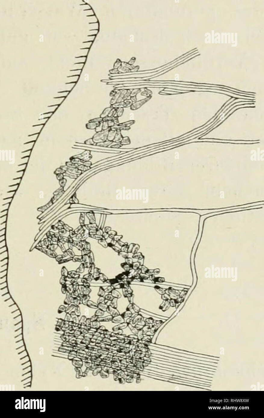 . Berichte der Deutschen Botanischen Gesellschaft. Piante; piante -- Germania. Fig. V. Fig. VI. Hiermit nicht in Übereinstimmung stehen die Beobachtungen POTONIEs^) und HABERLäNDTs^), die es gerade als einen wesent- lichen Vorteil der dikotylen Nervatur ansehen, dass die Versorgung der einzelnen Blattteile nicht mehr bestimmten Nerven zufällt. Aus meinen Untersuchungen un Vicia Faba muss ich folgern, dass beide Auffassungen nicht ganz den Verhältnissen entsprechen. Zwar konnte ich nicht mit Sicherheit feststellen, dass die Nervatur der oberen Blatt- hälfte enger wird. Aber bei dem sich im allge Foto Stock