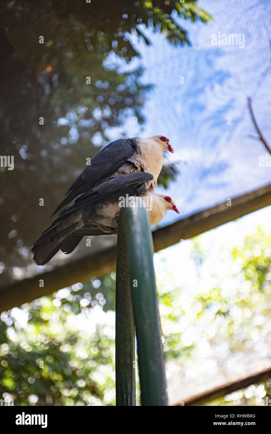 Due colombe, Knockrow, Nuovo Galles del Sud, Australia Foto Stock