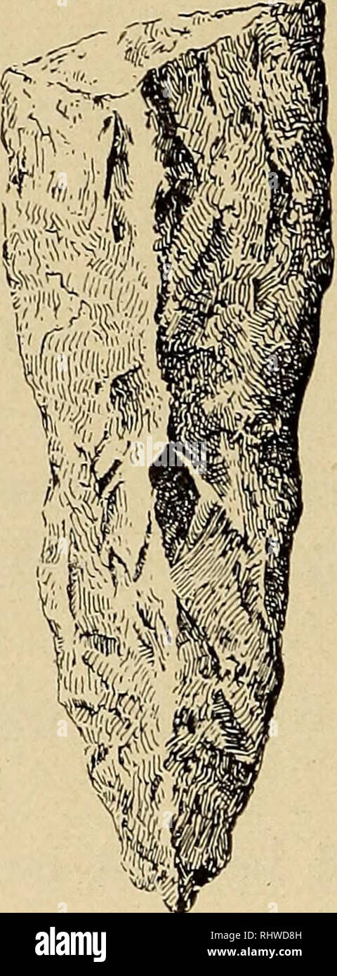 . Musei Bergens aarbog. La scienza. Haakon Schetelig1. [N. 14 blevet incluso en ubraendt baatgrav; den anden en mandsgrav med braendt lik.1) (6178). 3. En ganske liten flintdolk typen av utit skaft, Rygh fig. 68. Er Spidsen knaekket og mangler; nu 6.5 cm. lang. Fundet ved Saele, Klep pgd., Stavanger amt. (6179). 4. Stensaker, fundet leilighetsvis ho strøket om paa bostedet Vespe- stad, Bømmel sogn, Finnaas pgd., Søndre Bergenhus amt. (Se denne Aarbog 1901, nr. 5; "Naturen" 1905, s. 226; A. W. Brøgger: Norges Vestlands Stenalder, s. 21). a. Tverøhs av av grønsten "Vespestadtype". Eggpårtiet er helt Foto Stock
