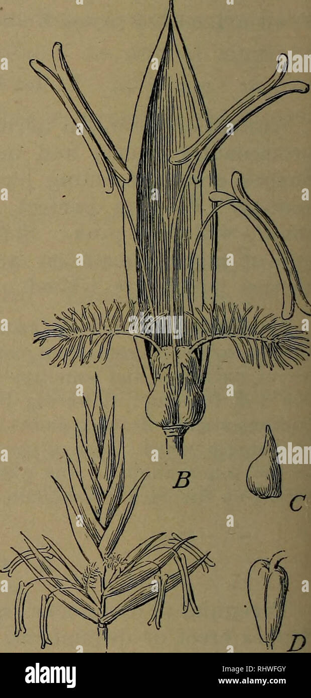 . Fondamenti di botanica. La botanica. Fig. 2. •Schema di infiorescenza di un'erba. g, sterili glumes ; Px, una fioritura glume; P2, un scagliose bract (palea); e, trasparenti scale (lodicules) alla base del fiore ; B, il fiore. Fig. 3. -Festuca-erba (Festuca pratensis). Un, spikelet (confrontare Fig. 2); B, un fiore, il lodicules davanti e la palea dietro; C un lodicule ; £&GT;, ovaio.. Si prega di notare che queste immagini vengono estratte dalla pagina sottoposta a scansione di immagini che possono essere state migliorate digitalmente per la leggibilità - Colorazione e aspetto di queste illustrazioni potrebbero non perfettamente assomigliano al mar morto Foto Stock