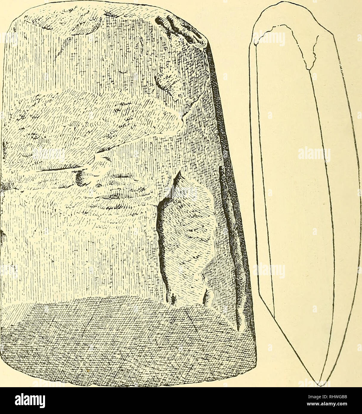 . Musei Bergens aarbog. La scienza. 40 A. W. bi*øgger. [N. 1 A. Øxer som fig. 28-30. Med noget hvaelvet rygflade, tver- ego-, smalsider, ho frontsnit noget avsmalnende nakken mod. Io al- mindelighed et firkantet tversriit (ofte noget avrundede sider). Som regel er det godt arbeidede øxer, der er smukt slebne, omend et ar efter hugningen kan sidde igjen suo og der. Er Størrelsen nogenlunde konstant, ho almindelighed sotto 10 cm., sjaelden su.. Fig. 30. Honningsvåg, Hove, Selje, Novdfj., N. B. 5202. Det bør merkes, a øxerne av denne gruppe ho regelen er ven per facetslibning. Bergarterne mi disse Foto Stock