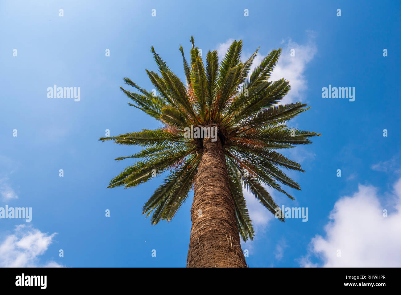 Panorama di palme nella Lega Araba Il parco ( Parc de la Ligue Arabe ) a Casablanca, in Marocco. Attrazione principale e bellissimo giardino verde Foto Stock