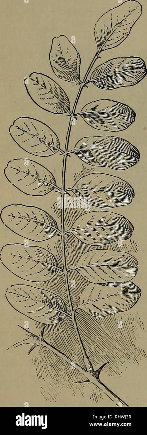 . Fondamenti di botanica. La botanica. 138 basi di botanica (in palmately venata di foglie) o il controfiletto (in pinnately quelli venato). Tale divisa foglie sono mostrati nelle Figg. 96 e 97. In ancora altre foglie, noto come composto di foglie, il picciolo, come mostrato in Fig. 102 [palmately composto), o il controfiletto, come mostrato in Fig. 103 (pin- nately composto), orsi che cosa guardare da separare foglie. Questi differiscono nella loro natura e modalità di origine dalle porzioni della lama di una divisa in foglia. Uno dei risultati di questo dif- ference appare nel fatto che un po' di tempo prima di tutta la foglia è pronto a cadere dal Foto Stock