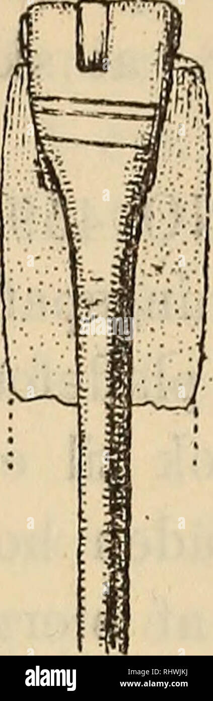 . Musei Bergens aarbog. La scienza. 1896] Fortegnelse over indkomne oldsaker ho 1895. Øvre del ved spalt- ning er befaestet tii bøilens endeskive, medens spaenstig- heden bevirkes af en mod bøilen op- staaende tocca, som ofte paa yngre jern- ontani spaender. Af- bildet fra 3 sider i fig. 2. Per garTelformede redskaber af jern af uvis bestemmelse; de di arme afsluttes i en liden ombøiet krog, øverst er en ringformet hempe, og midtpaa fastholdes armene ho peccato stil- ling ved en omvinding. Det hele er dannet af en sam-. Si prega di notare che queste immagini vengono estratte dalla pagina sottoposta a scansione di immagini che possono essere state Foto Stock