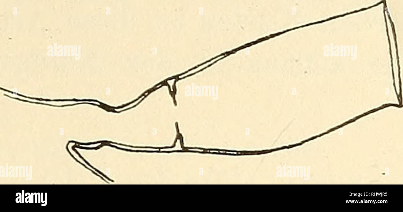 . Musei Bergens aarbog. La scienza. 1905] ÈTordsee-Hydroiden. 1'1 Oeii. Lictorella, Allmann [char. emend.] {Tyims L. 2minataiG.0.SARS.) Textfig.3). Idrante spindelformig. Diaphragma aus zwei, scharf getrennten. Fig. 3. Lictorella piiwata (G-. 0. Saks). Teilen bestehend, ein ausserer, dicker Teil und eine innere, diinne lamelle. Stamm aufrecht. lm Nordmeere kommt nur L. inniiata (G. 0. Såes vor). Gen. Graiuuiaria, Stimpson (char. emend.). Idrante spindelformig. Diaphrag-ma? Rhizocaulom. Die idro- tlieken ragen nur mit ihrem distalen Teil zwischen den Stolonen empor. Bei allen bisher erwahnten Foto Stock