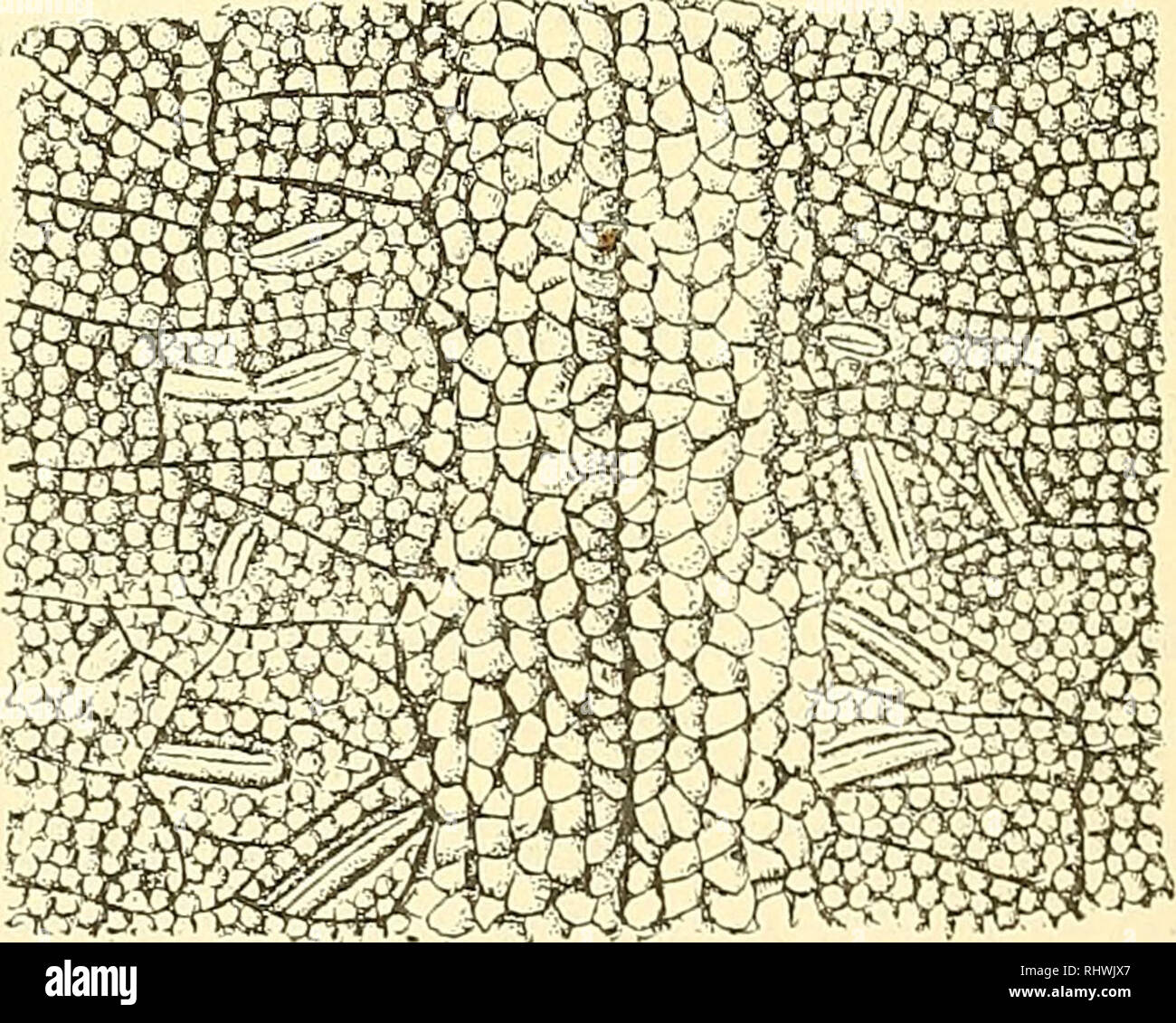 . Musei Bergens aarbog. La scienza. Particol af ainbalacralfuren hos PeUaster hehes, Ver. fra Vestindien. T3^pe. Kofi efter Verrill. (X 5Vo).. Fig. 2. Particol af ambnlacralfaren hos en 227 mm. stor Goniftbtcr virlcrosiensis, tempesta fra Trondhjemsfjorden. (Ca. X 2).. Si prega di notare che queste immagini vengono estratte dalla pagina sottoposta a scansione di immagini che possono essere state migliorate digitalmente per la leggibilità - Colorazione e aspetto di queste illustrazioni potrebbero non perfettamente assomigliano al lavoro originale. Bergens Museum. Bergen : [Il Museo] Foto Stock