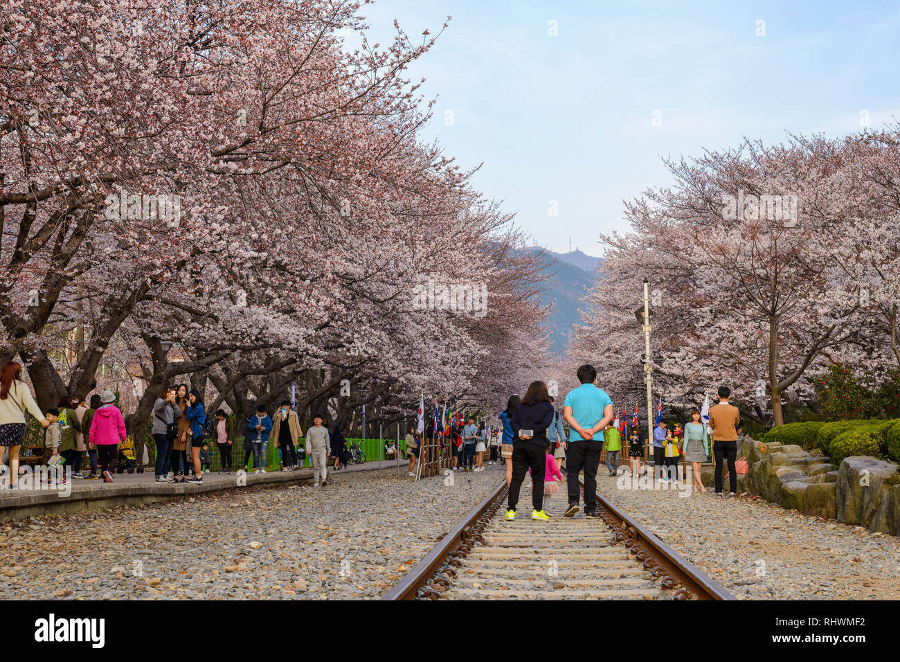 JINHAE, COREA DEL SUD - 31 Marzo 2016 : Jinhae Corea del Sud, la fioritura dei ciliegi a stazione Gyeonghwa Foto Stock