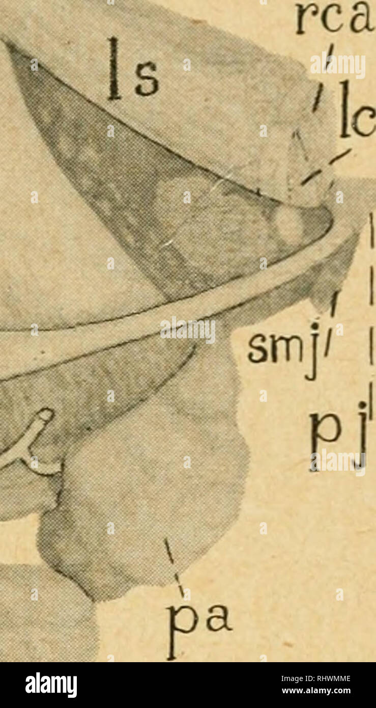 . Bensley pratico dell anatomia del coniglio : un laboratorio elementare libro di testo di anatomia di mammifero. - Conigli -- anatomia. La testa e il collo 299 mediante un ramo da questa arteria alla ghiandola e da un corret- sponding affluente del facciale anteriore vena. (B) l'angolo della mandibola è coperta da due muscoli della masticazione, massetere giacente sulla superficie laterale e la pterygoideus internus sulla superficie mediale, quest'ultimo essendo sovrapposto ventralmente da parte dell'ex. (C) Il digastrico. Solo la sua porzione di inserimento è visibile (essendo l'origine mediante un lungo turno di tendine da stylohyo Foto Stock