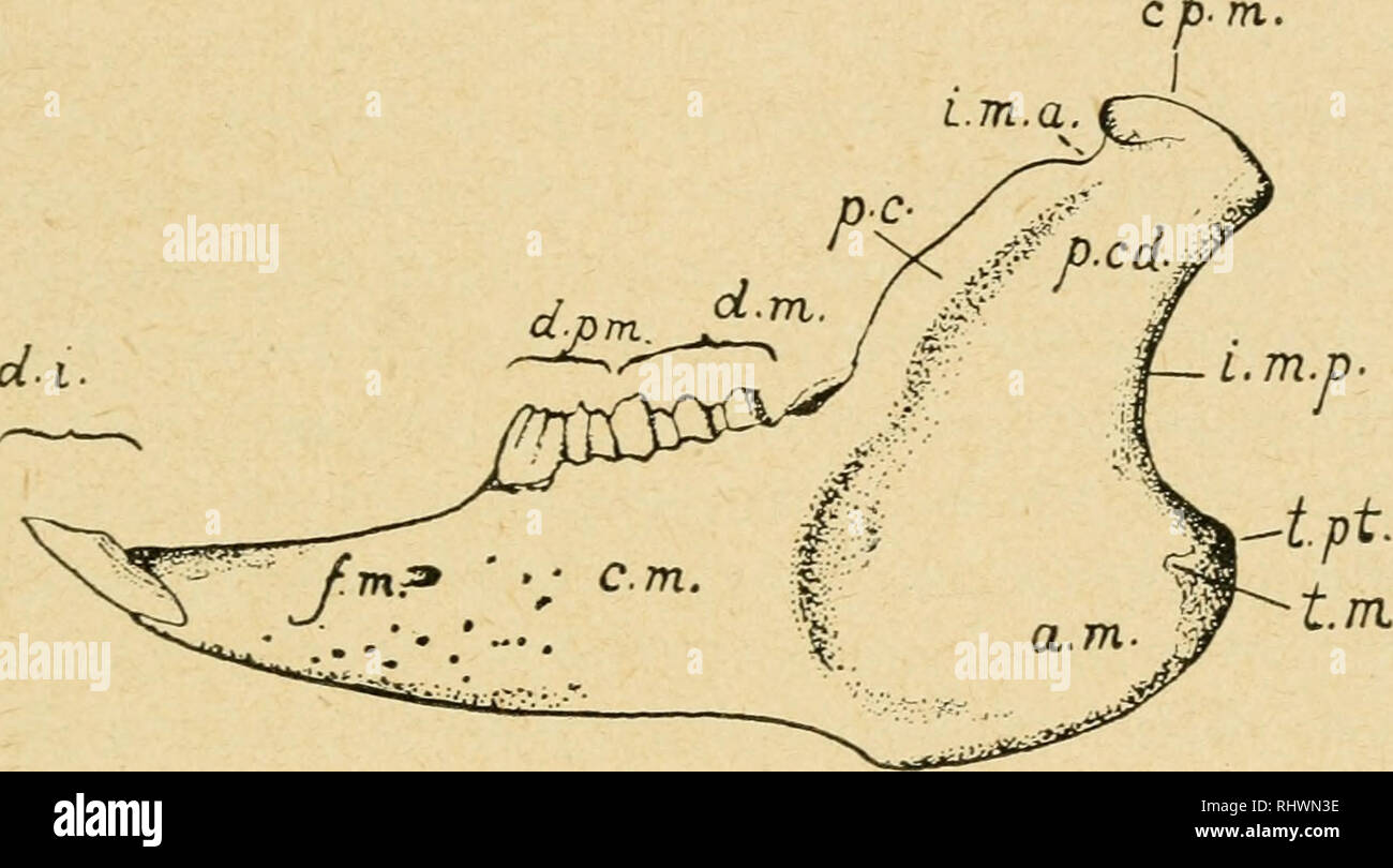 . Bensley pratico dell anatomia del coniglio : un laboratorio elementare libro di testo di anatomia di mammifero. - Conigli -- anatomia. Il cranio come un intero 179 pieghe più brevi in diminuzione in lunghezza dall'alto verso il basso. Nella condizione naturale, le ossa turbinated portano una porzione considerevole dell'epitelio nasale, la cui superficie è notevolmente aumentato dal ripiegamento dell'osso sottostante. Che copre la ethmo- turbinal contiene olfattivi organi di senso, mentre che copre la maxilloturbinal è non-sensoriali e possiede la funzione meccanica di liberare l'aria delle vie respiratorie da f Foto Stock