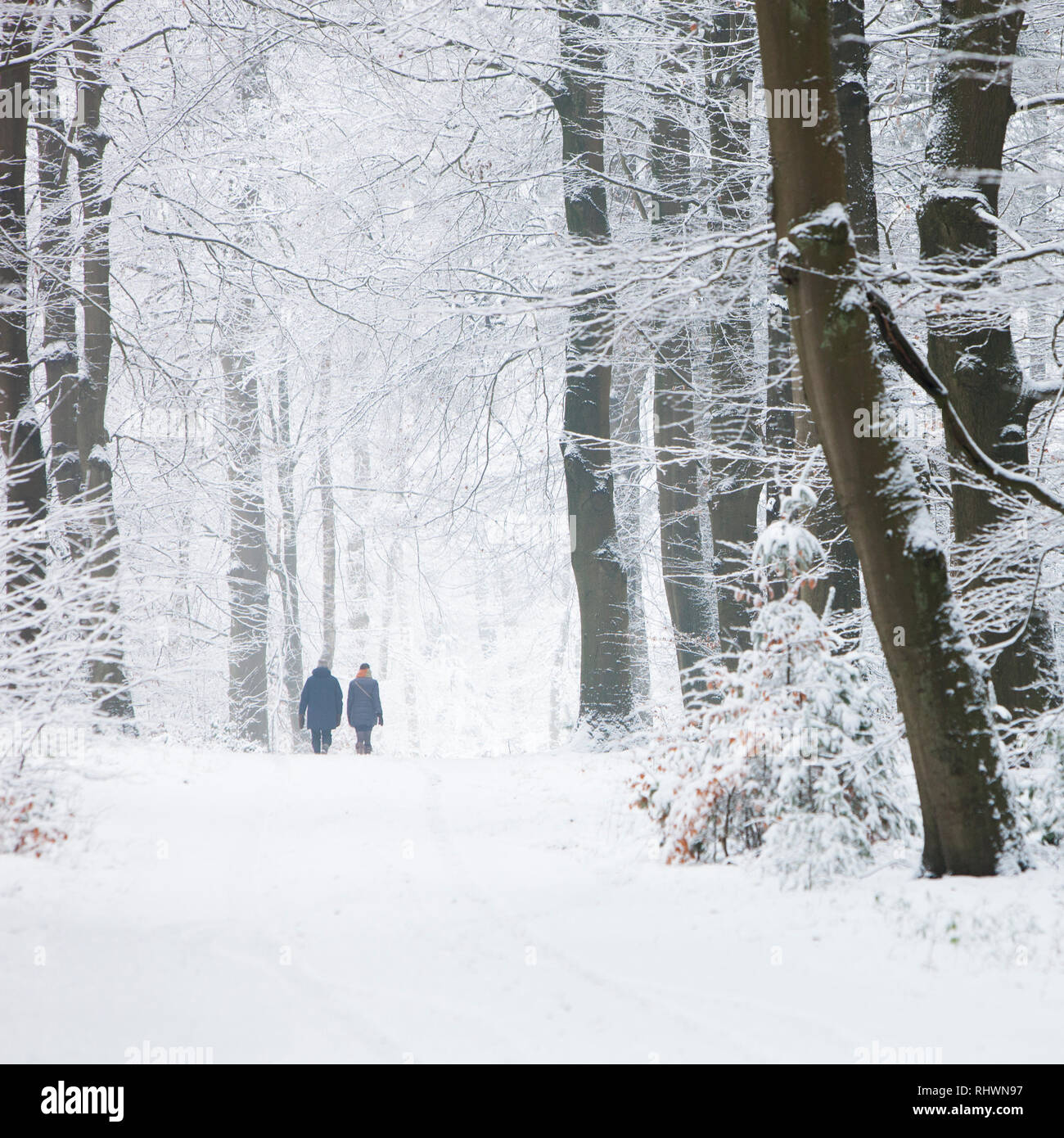 Giovane passeggiate nella neve invernale forest sulla Utrechtse Heuvelrug nei Paesi Bassi nei pressi di Austerlitz e utrecht Foto Stock