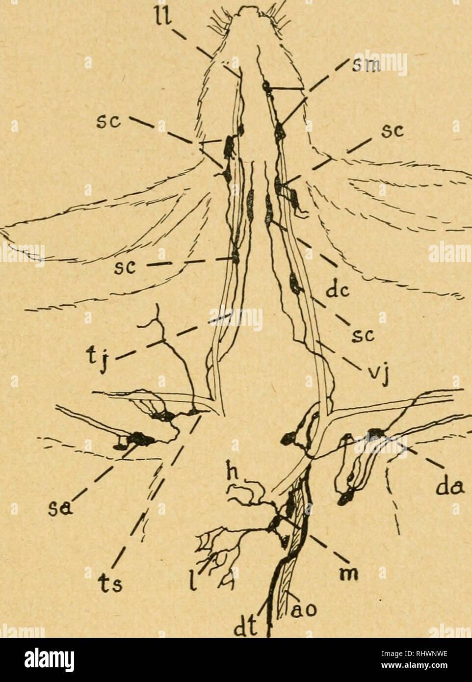 Linfonodi inguinali superficiali immagini e fotografie stock ad alta