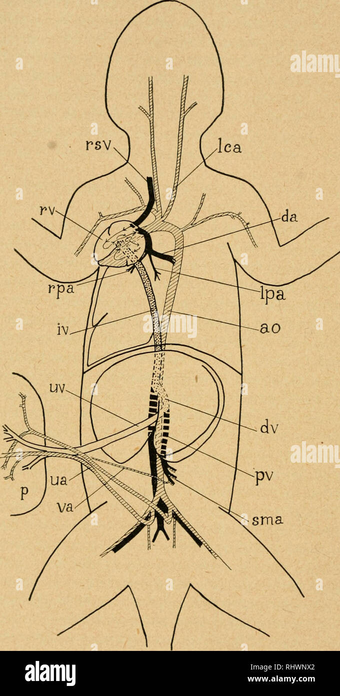 Bensley pratico dell anatomia del coniglio : un laboratorio elementare  libro di testo di anatomia di mammifero. - Conigli -- anatomia. 116  Anatomia del coniglio. Fig. 65. Schema di una vista