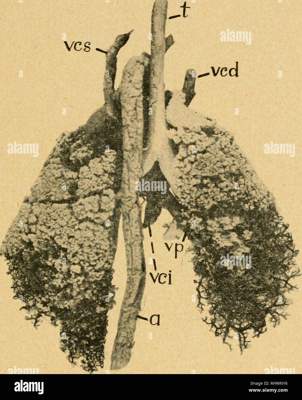 . Bensley pratico dell anatomia del coniglio : un laboratorio elementare libro di testo di anatomia di mammifero. - Conigli -- anatomia. Il sistema respiratorio 107 della trachea nella sua bronchi, insieme con l'asma bronchiale ramifi- cationi, forma il tronco principale e porzioni di diramazione invece di un complesso sistema di tubi (Fig. 60), di cui il terminale aria-spazi sono il finale e le parti funzionali. La ramificazione del sangue- navi intrecciati con i passaggi di aria è altrettanto complessa (Fig. 59, 63) e queste navi, oltre a fornire per la aerazione del sangue. Fig. 59. Preparazione di corrosione dei polmoni Foto Stock