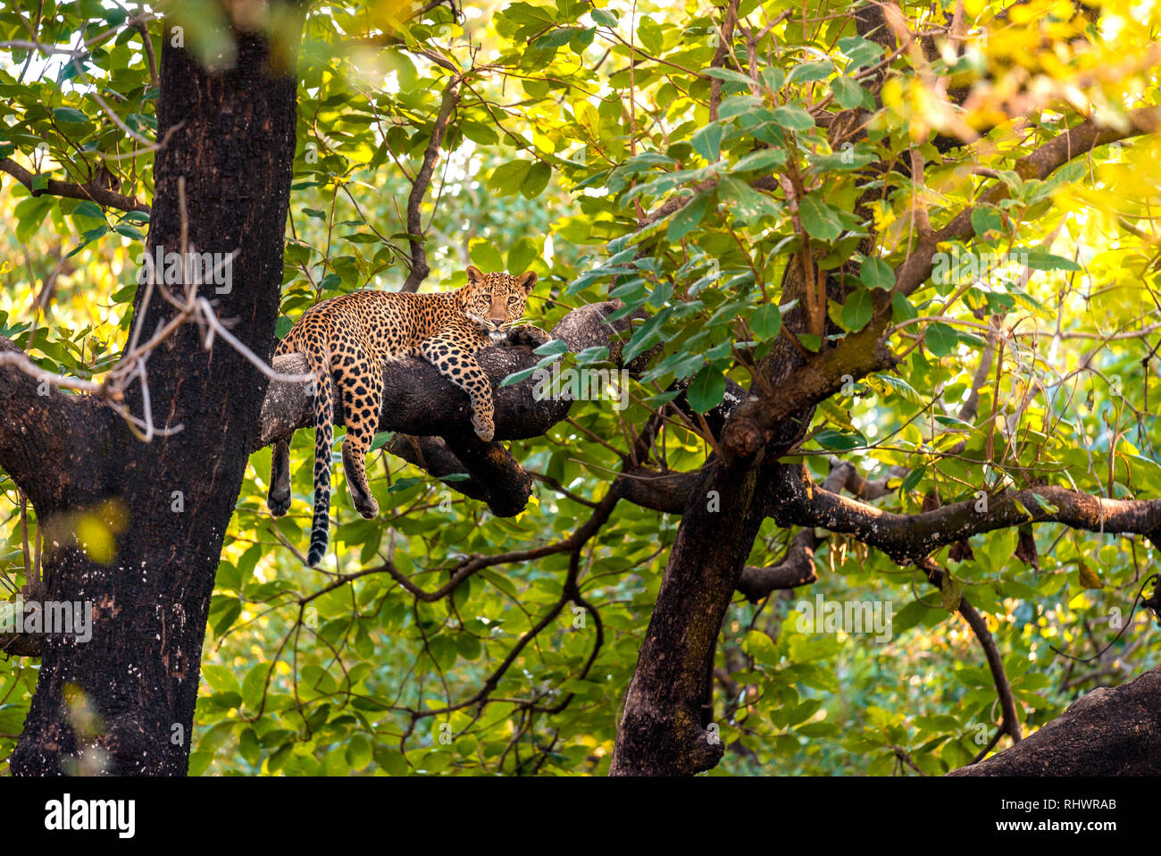Un rilassante di Leopard su un ramo dopo aver un pasto più in alto nella struttura Foto Stock
