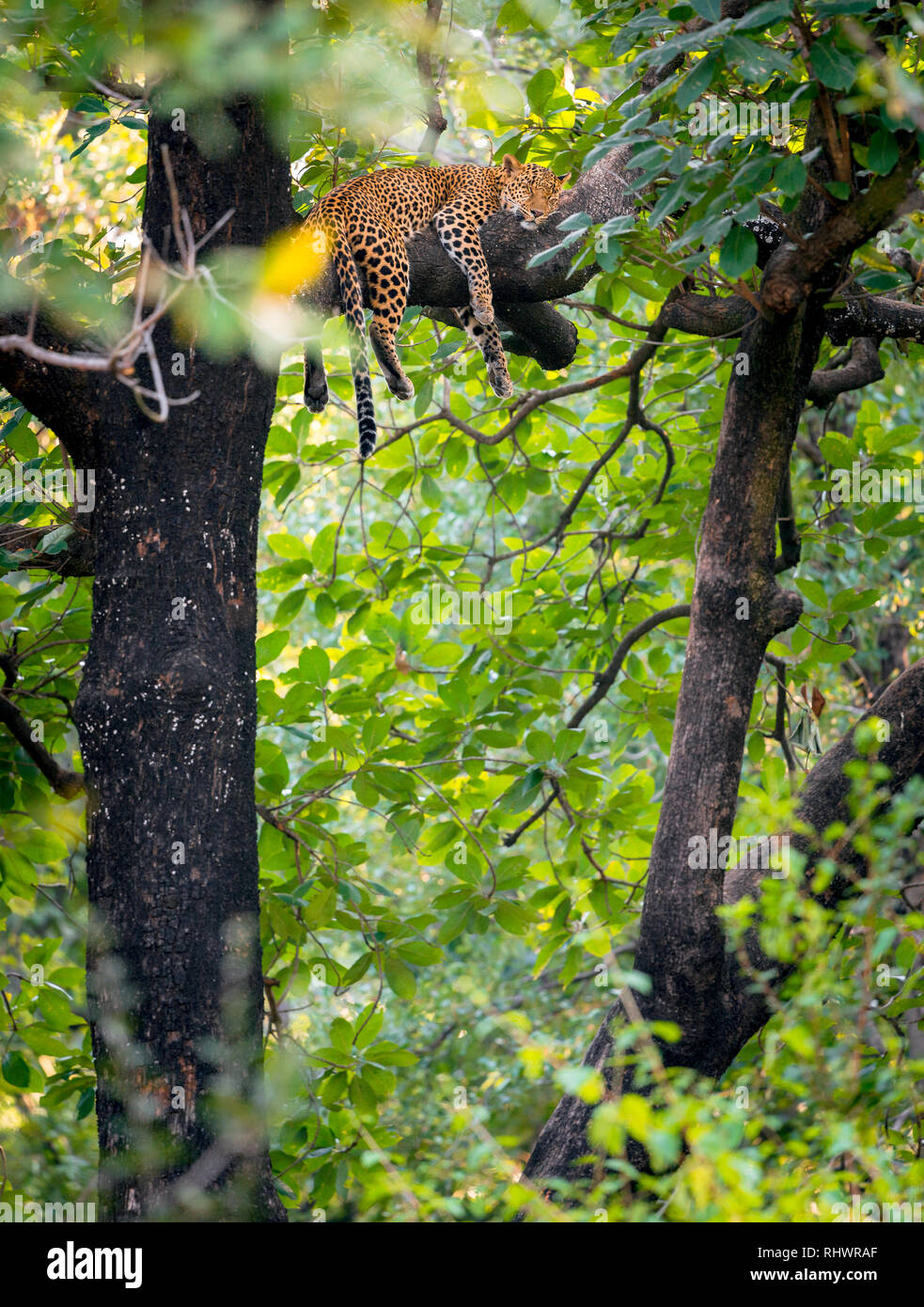Uno dei migliori avvistamenti di fauna selvatica che io abbia mai avuto. Questo leopard aveva ucciso una giovane sambar cervi che ha trascinato nella corona di un albero. dopo la poppata egli Foto Stock