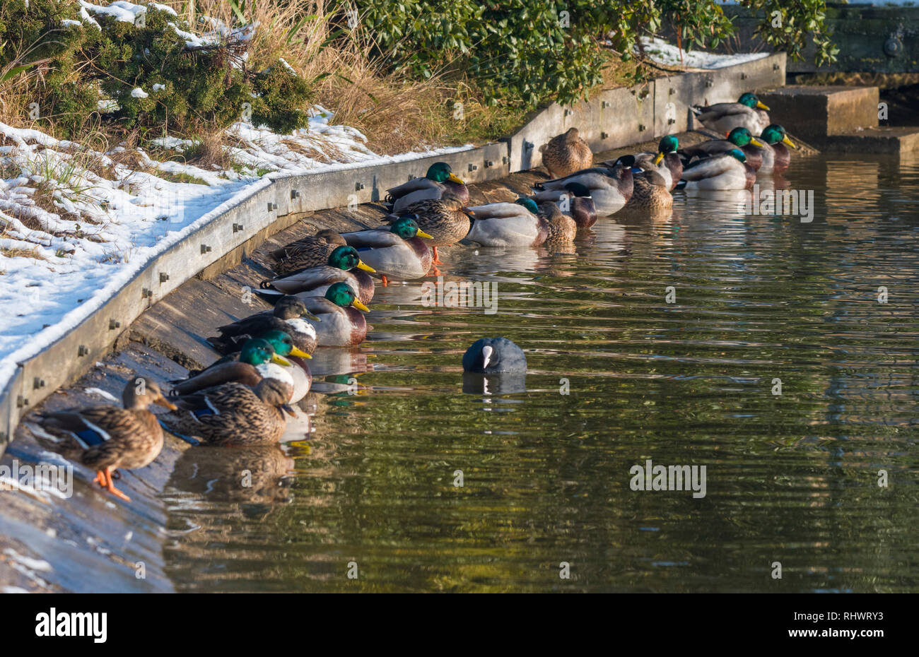 Maschio e femmina anatre germano reale (Anas platyrhynchos) seduto in una linea su un lago di prima mattina in inverno nel West Sussex, Regno Unito. Foto Stock