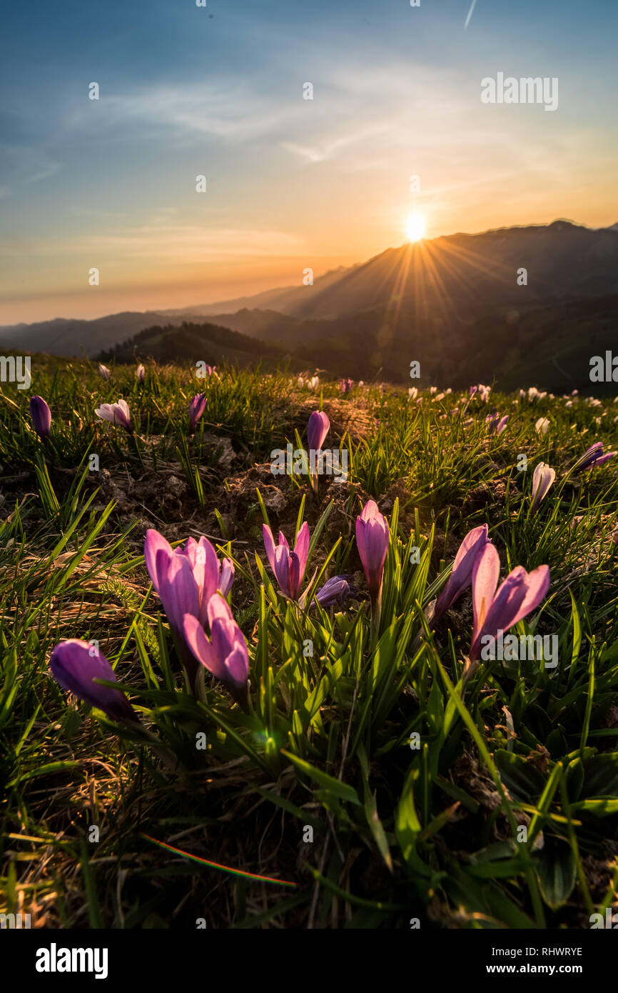 Sunrise durante il crocus sbocciare nella Emmental Foto Stock