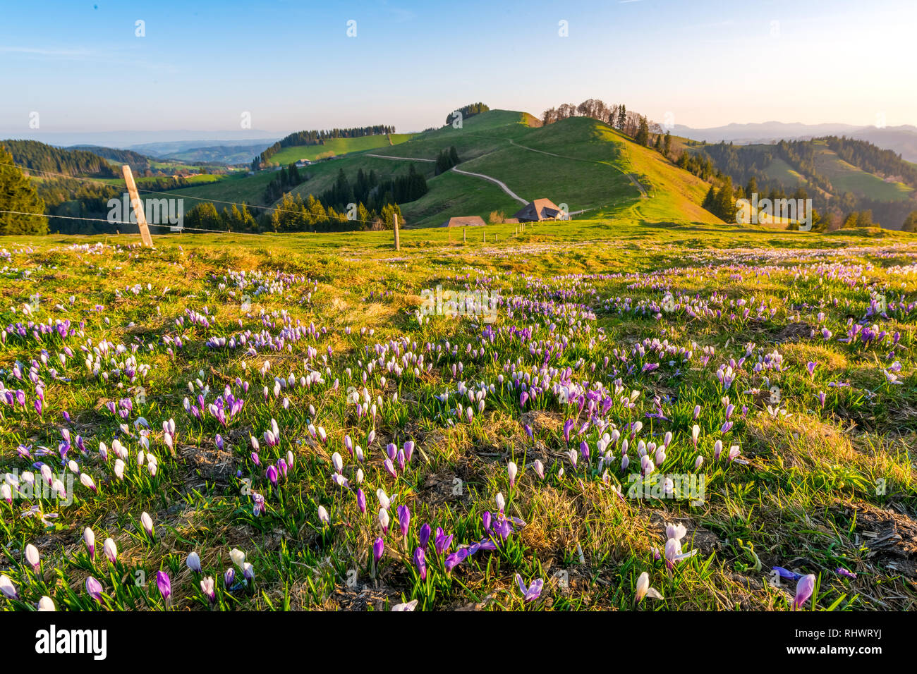 Agriturismo sulle colline di Emmental chiamato Rämisgummen durante il crocus blossom Foto Stock