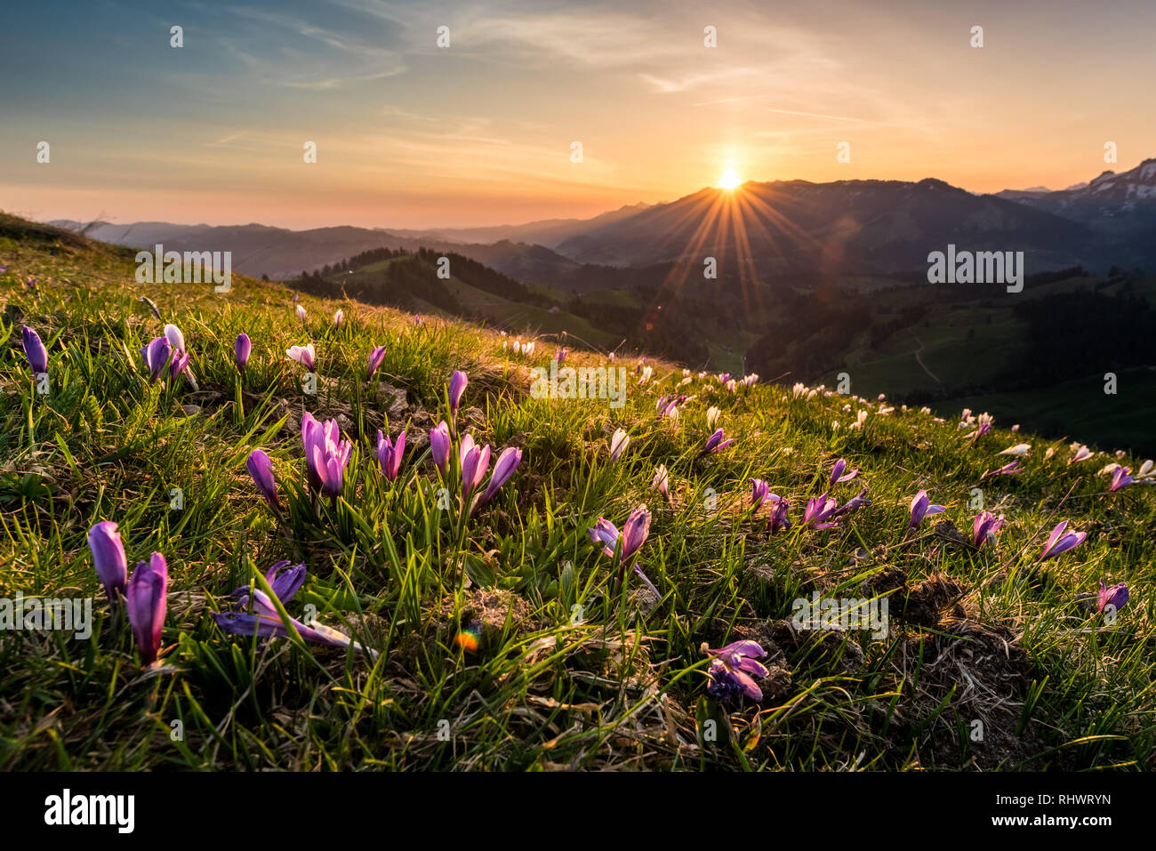 Sunrise durante il crocus sbocciare nella Emmental Foto Stock