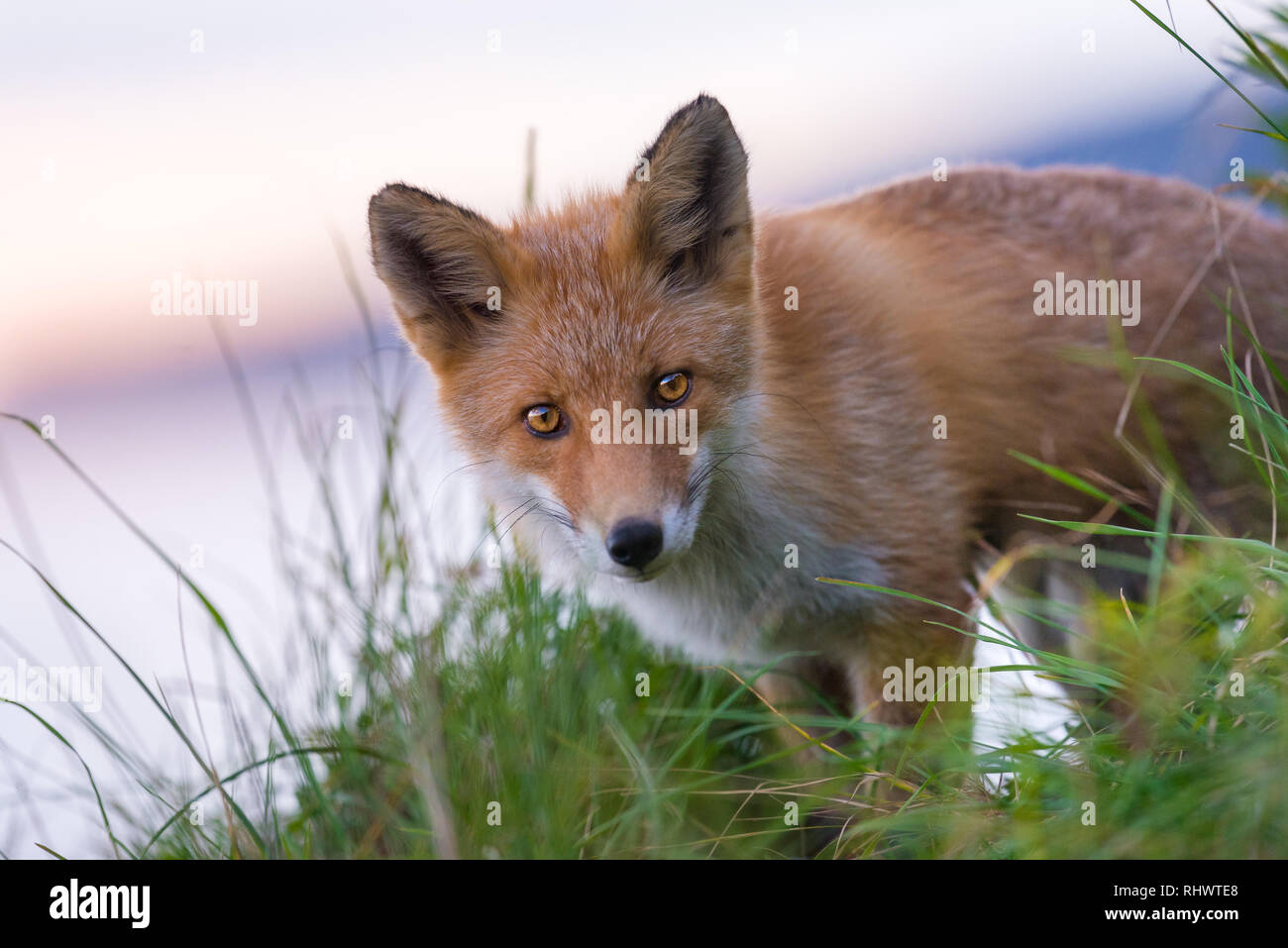 Curioso Redfox in Shiretoko National Park, Hokkaido Foto Stock