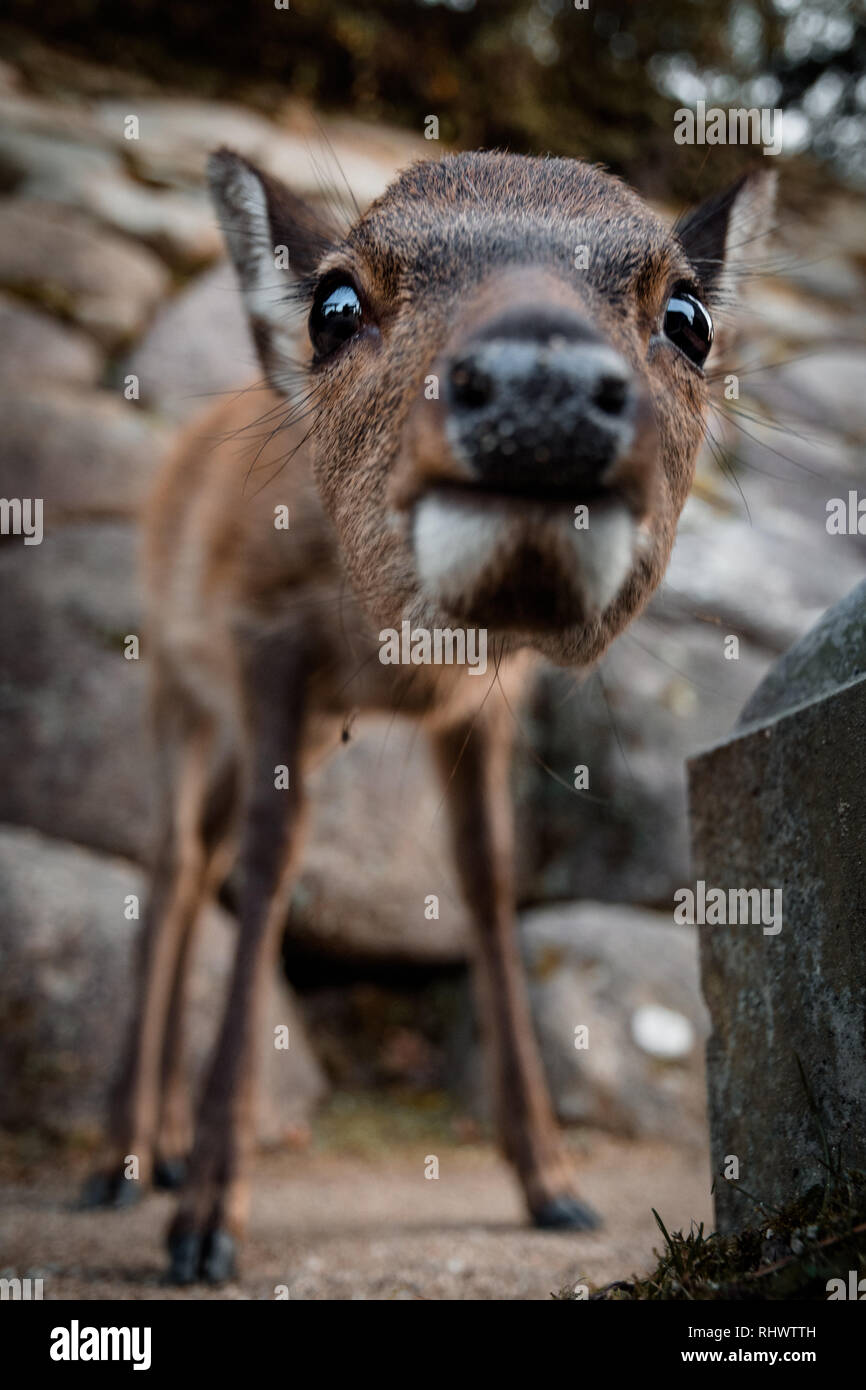 Curioso baby deer sull'isola di Miyajima Foto Stock