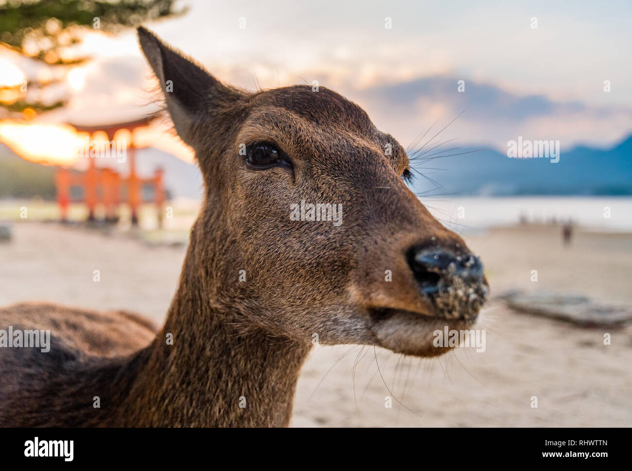 Un Cervo di Yarkand presso il Torii di Sacrario di Itsukushima Foto Stock