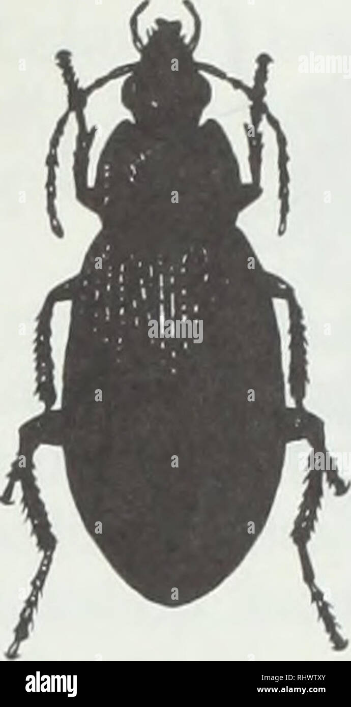 . Benefica insetti e acari. Gli acari; parassiti; gli insetti. La figura 10. Alcuni importanti Illinois lady coleotteri. A) C- 7, Coccinella septempunctata. B) La tzvospotted lady beetle, Adalia bipunctata. O The Spotted lady beetle, Coleomegilla maculata. D) il doppio-pugnalato lady beetle, Chilocorus stigma. stigma di figura lOd) è un predatore di molte specie di insetti in scala. Stethorus punctum, un importante predatore di acari ragno in frutteti di mele in tutto il Michigan, Pennsylvania e New York occidentale, si trova sporadicamente in Illinois. Gli adulti sono piccole (3 mm), rotonda, lucido, nero coleotteri. Sia gli adulti e la Foto Stock