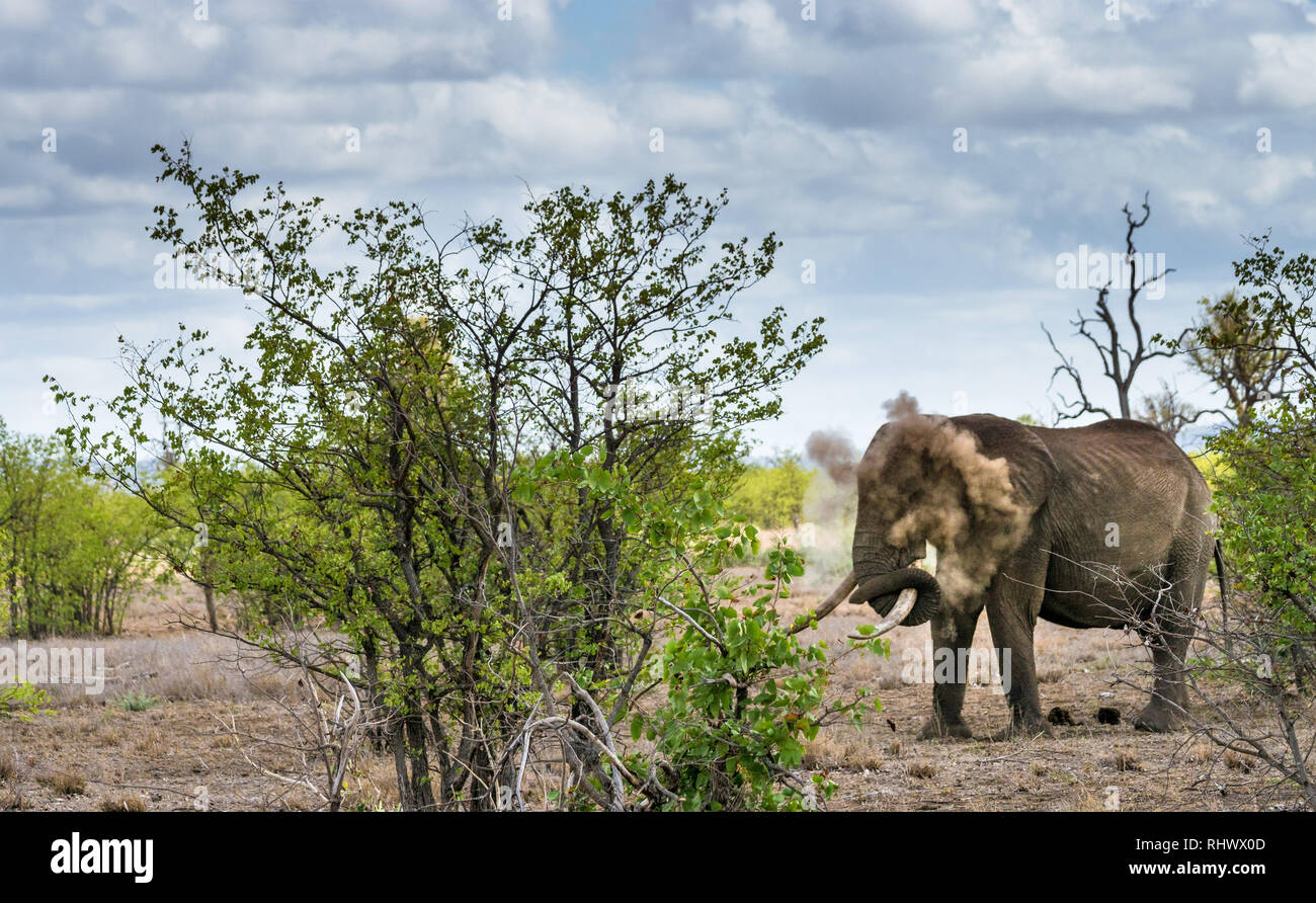Grande elefante bull facendo una doccia di polvere nel Parco Nazionale di Kruger Foto Stock