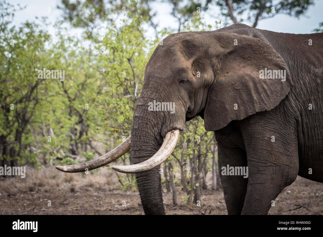 Grande elefante bull nel Parco Nazionale di Kruger Foto Stock