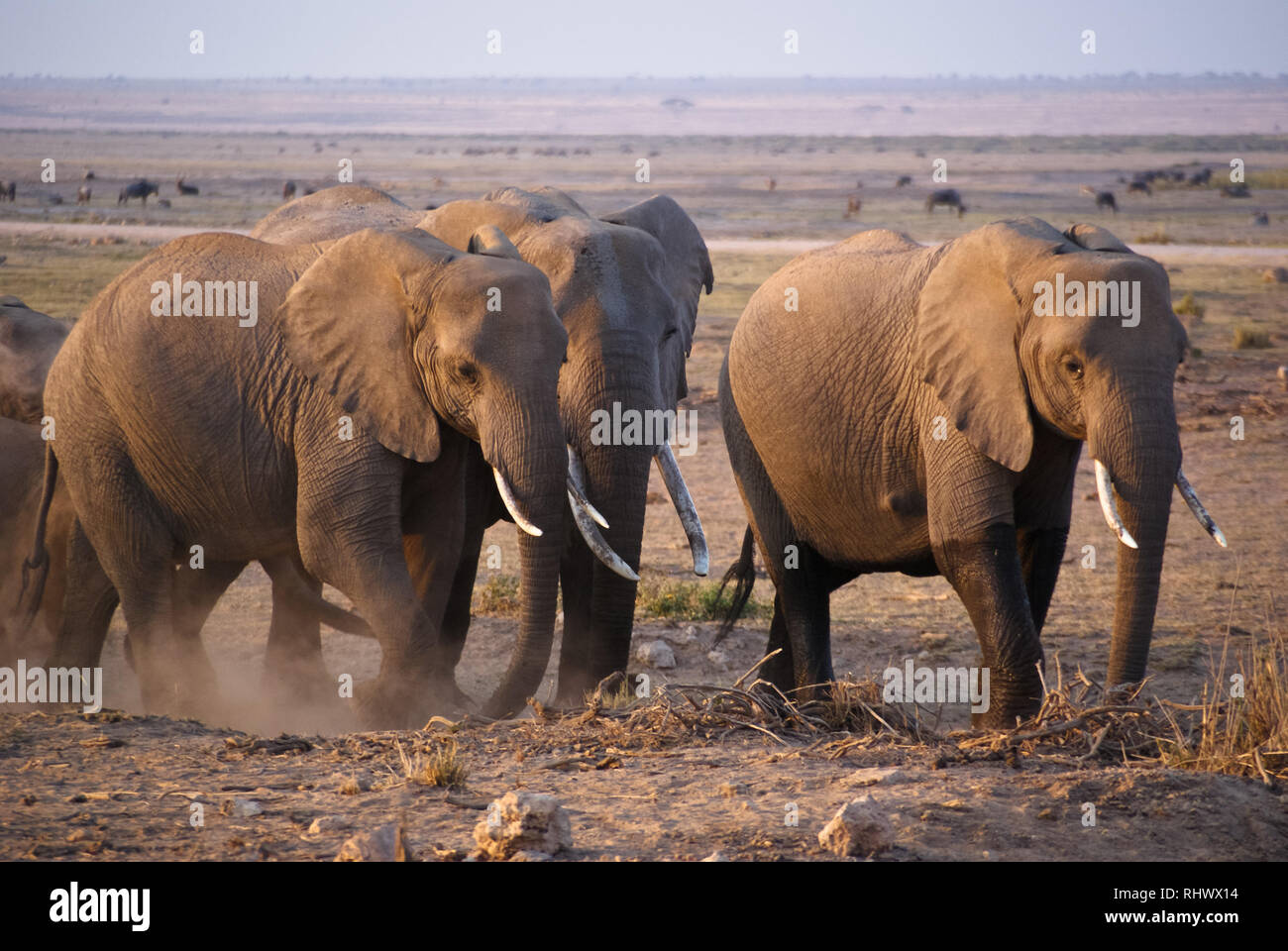Una mandria di elefanti in Amboseli National Park Foto Stock