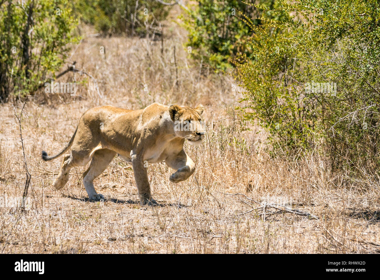 Esecuzione di leonessa nel parco nazionale di Kruger Foto Stock