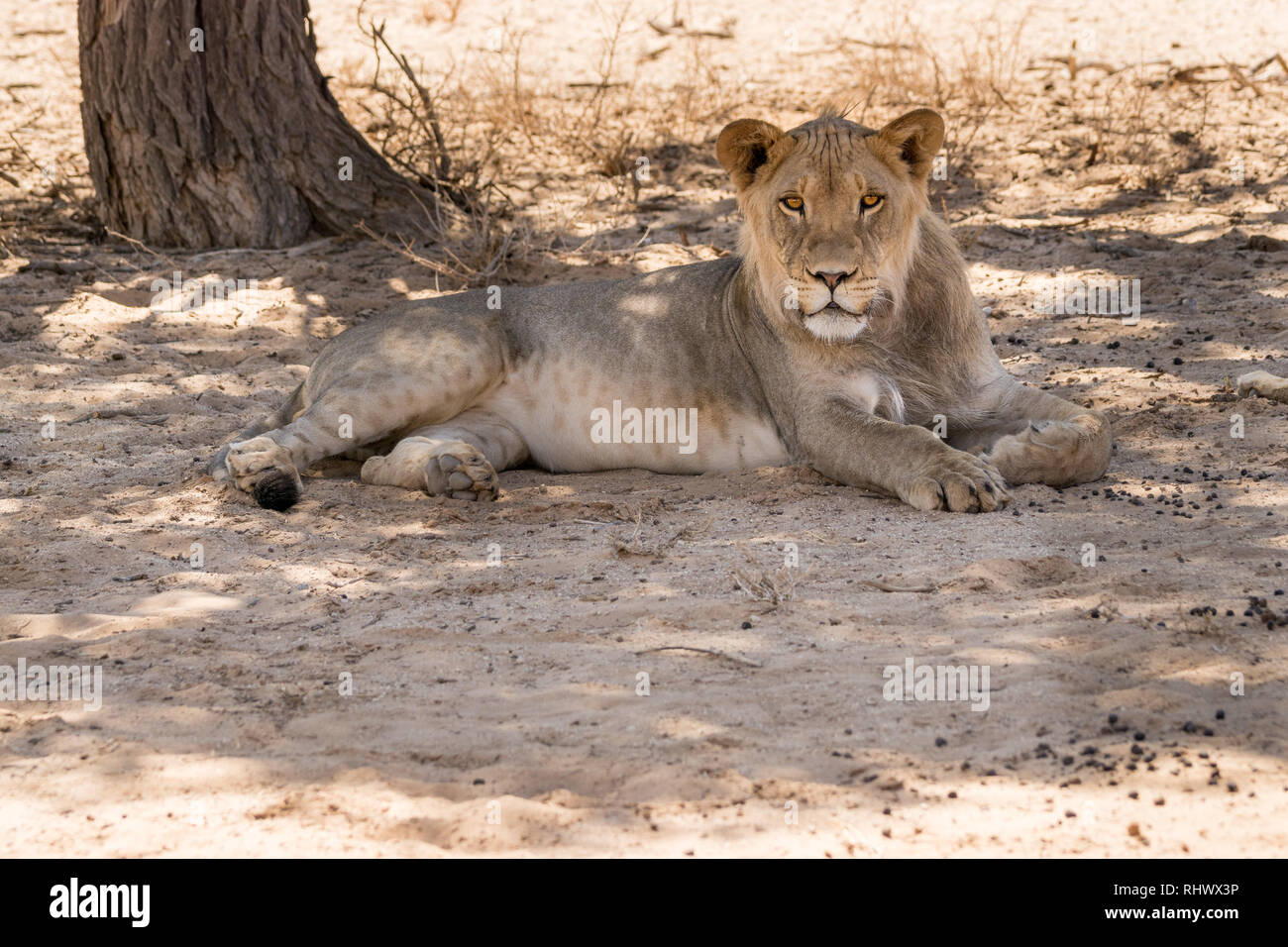 Un bellissimo giovane maschio Kalahari Lion su l'ombra di un albero Foto Stock