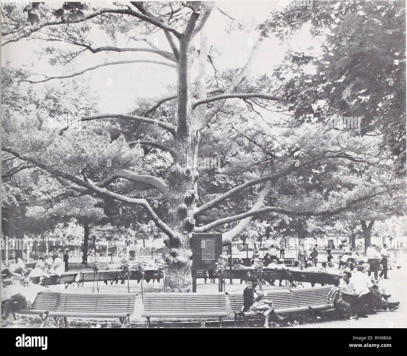 . Il Belmont Park, 1905-1968. Piste (Horse Racing). Punto di riferimento: Belmont Park del famoso grande pino bianco, circondata da banchi, come appariva nel paddock nel 1960, quando era 134 anni. La placca commemora il primo volo di posta aerea, da Belmont Park infield a Washington, D. C, 15 maggio 1918. rider, espresso il puledro di determinazione. E il suo visualizzati al massimo la su- burban, in cui egli ha portato 129 libbre. Con- cedere Royal Vale, il suo rivale nella corsa, quattro libbre, sembrava che Tom Fool sono stati picchiati all'interno del polo furlong. Ma il leone-riscaldata Greentree star woud si arrende. Un Foto Stock