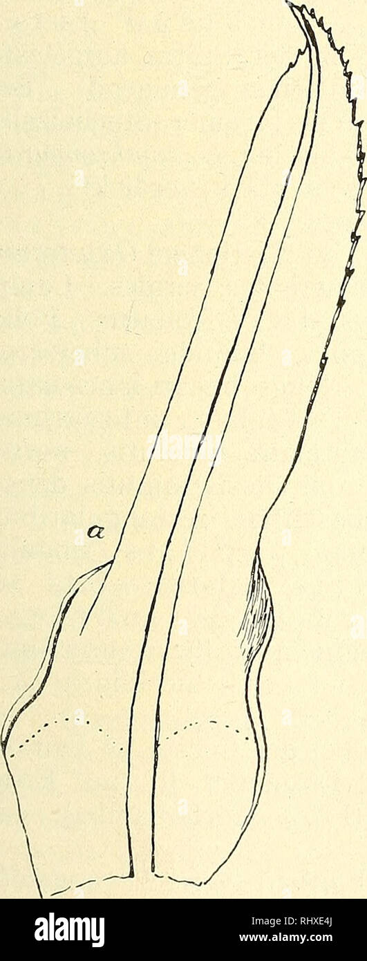 . Beihefte zum botanischen Centralblatt. Piante. Herzog, Beiträge zur Laubmoosflora von Bolivia. 61 Triquetrella cucullata Herzog nov. spec. Caespites pulvinati densissimi, viriduli interne griseo-rufes- centes opaci. Caulis erectus, apice -iterum partitus ramis aequi- longis brevibus tenuibus, aliquantulum t o r q u a t u s. Folia distincte t r i s t i c h e a , dense appressa imbricata, ovata vel breviter ovato-lanceolata, v a 1 d e c a r i n a t a , b o t u s a , apice cucullata, marginibus superne revolutis, nervo viridi valido in apice ipso dissoluto, cellulis subquadratis vel rotundatis ch Foto Stock