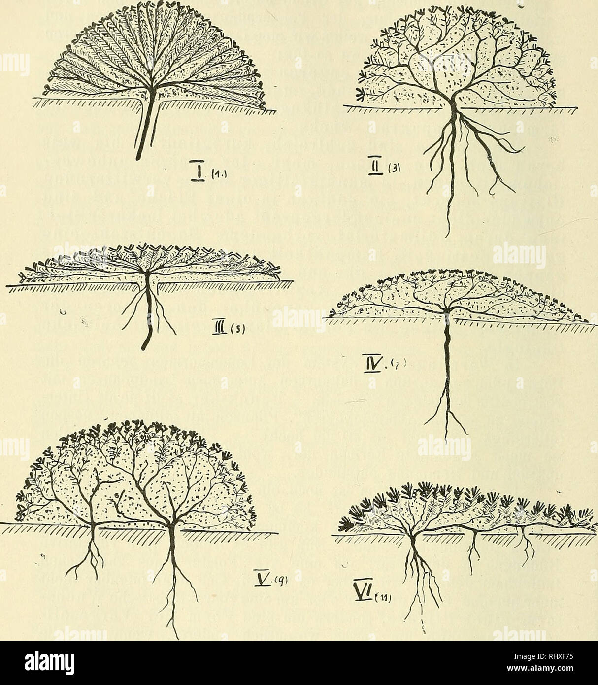 . Beihefte zum botanischen Centralblatt. Piante. 400 Hauri, Anabasis aretioUes Moq. et Coss., eine Polslerpflanze ecc.. Fig. 14-19. Schemata der verschiedenen Polsterformen (Längsschnitte). Erklärung der schematischen Figuren (I-VI). I. Imbrikatlaubiges Ra dial vollkugelpolst er (Forma I der Tabeüe) nach Schröter (p. 570, Fig. 226); ohne Fülhnaterial mit dichteren Zweigen: Radialkugelpolster (modulo 2 der Tab.). Beispiele für das Schema: Androsace helvetica, Saxifraga cdesia. II. VoUschopfpolster (modulo 3 der Tabelle; ohne Füllmaterial Forma 4). Beispiele: Eritrichium nanum. Alsine sedoides, div. S Foto Stock