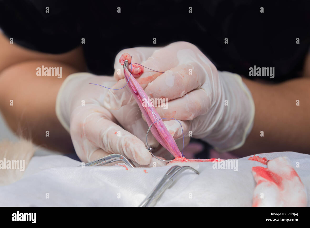 La sterilizzazione di un gatto in una clinica veterinaria, un gatto su un tavolo operatorio Foto Stock