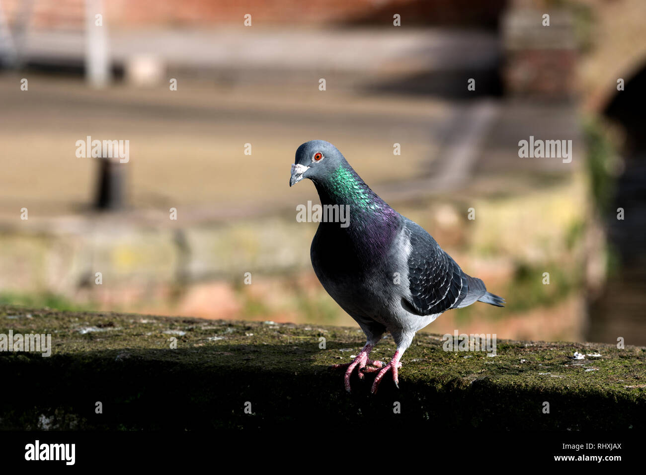 Un feral pigeon vicino al fiume Avon, Stratford-upon-Avon, Warwickshire, Regno Unito Foto Stock