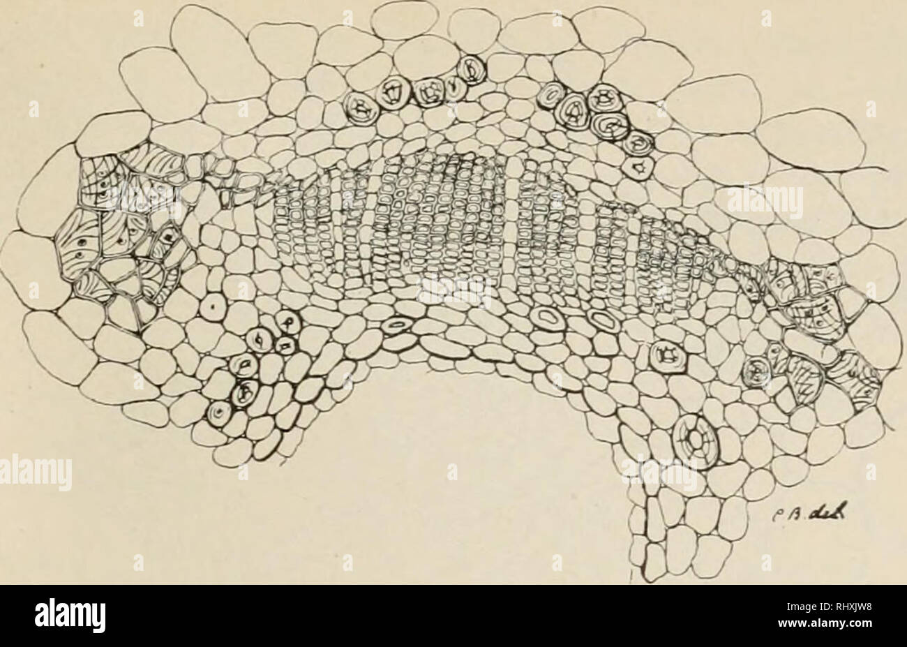 . Beihefte zum botanischen Centralblatt. Piante. Bernard, Le Bois centripete dans les feuilles de Coniferes. 289. Fig. 54. Torreya Nucifera. Diiie base"feuille ägee.. Si prega di notare che queste immagini vengono estratte dalla pagina sottoposta a scansione di immagini che possono essere state migliorate digitalmente per la leggibilità - Colorazione e aspetto di queste illustrazioni potrebbero non perfettamente assomigliano al lavoro originale. Vincent Cassel : Verlag von Gebrder Gotlhelft Foto Stock