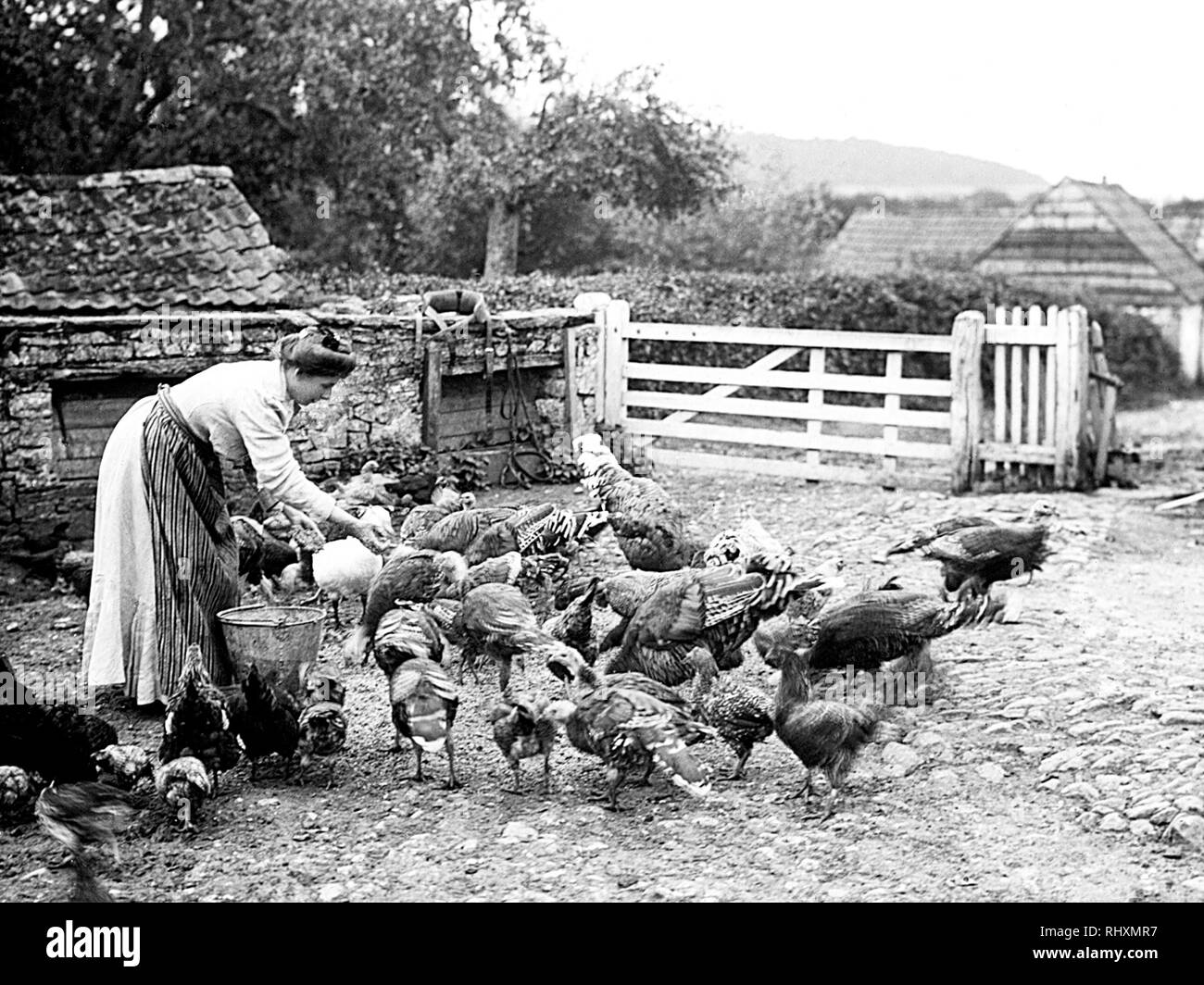 Alimentazione di polli in una fattoria Foto Stock