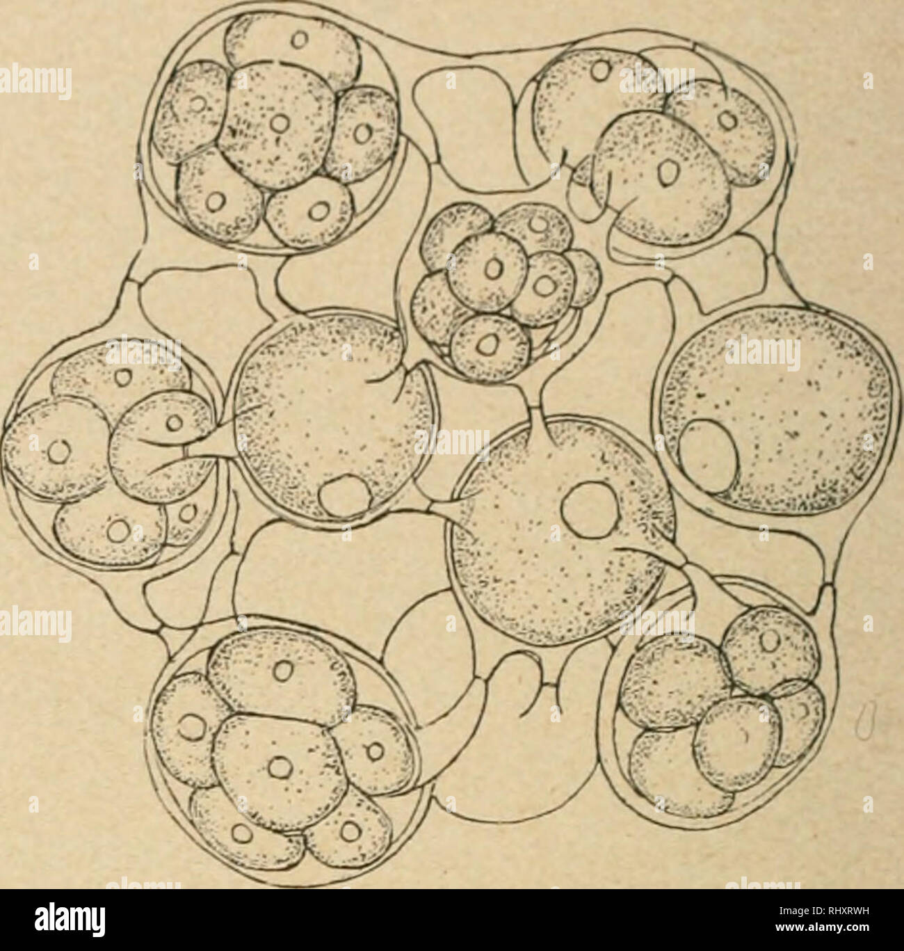 . Beitrge zur Kryptogamenflora der Schweiz. 234 sont souvent groupes autour de la corbeille centrale, formee par les membrane videes des cellules du cenobe semplice. Genere Ce riferiscono a prodotti du genere Ccelastrum par la disposition de ses prolongements, l'invariabi- lite de cette architecture et la persistanee des anciennes colo- nies qui retiennent les nou- velles. Il connait des Etats unicellulaires, bicellulaires, ecc. Hariotina reticulata Dang. Me- mémoires sur les Algues II, Le Botaniste, io" Serie, Caen 1889; Chodat et Huber, Boll. Soc. bot. de Francia, Tome XLI, 1894; Ccelastrum distans Turner, Kon Foto Stock