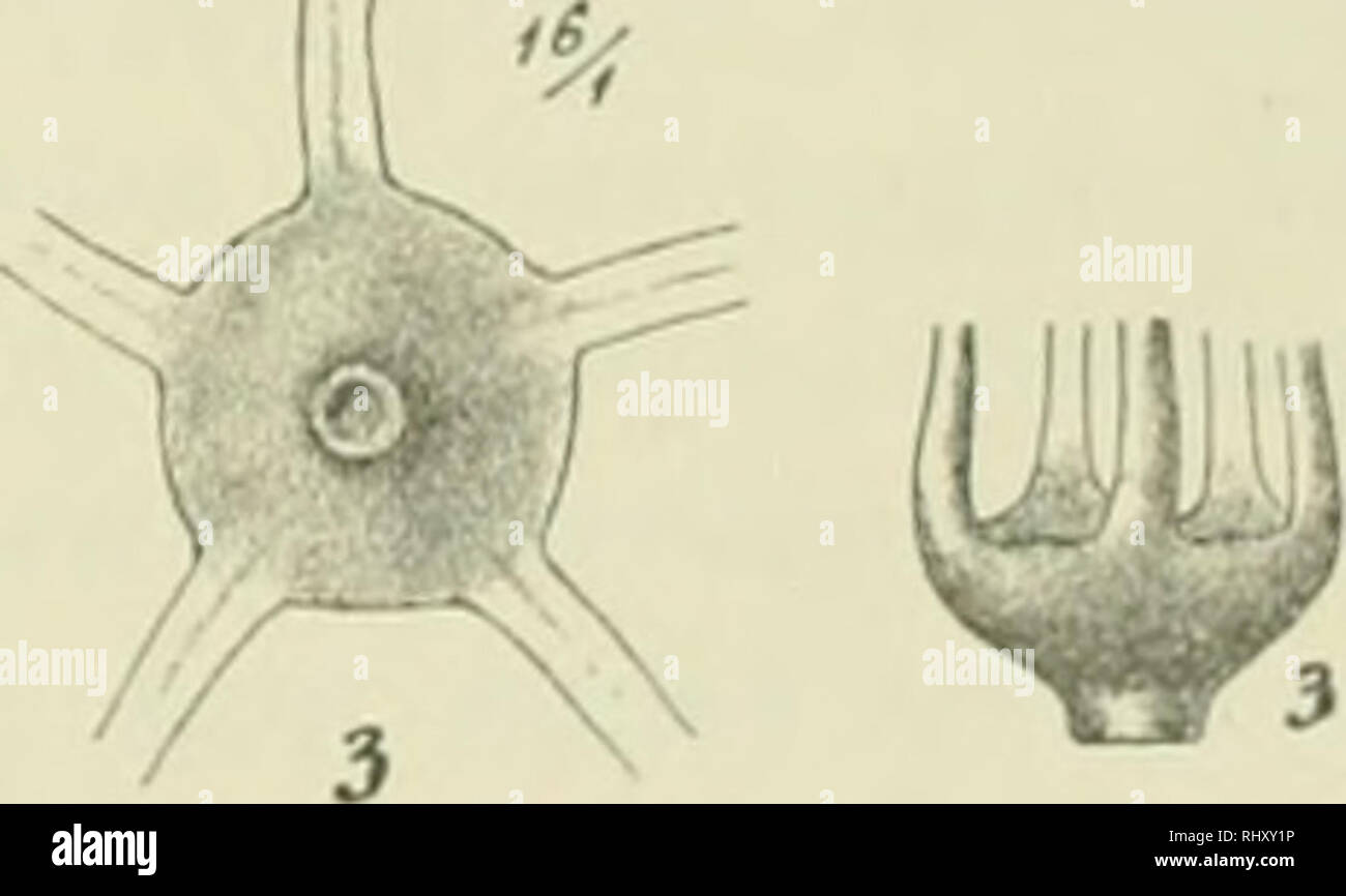 . Beiträge zur Kenntnis der Flora Südarabiens und der Isole Sokótra, Sémha, und Abd el Kûri : Bearbeitung der von Dr. San Paulay und Professor Dr. O. simonia auf der Expedition der Kaiserlichen Akademie der Wissenschaften nach Südarabien und den Isole Sokótra, Sémha, und Abd el Kûri vom Dicembre 1898 bis mitte März 1899 gesammelten Gefässpflanzen. Piante; piante; piante. Abb. 8. Discusse verschiedener Tamarix-.rien: un von unten, b von der Seite u. zw. Fig. 1. Von T. Sokotrana. Fig. 2. Von T. arborea. Fig. 3. Von T. Senegalensis. Senegalensis de Candolle (Prodr. sist. nat. regn. veg. Hl, p. 9 Foto Stock