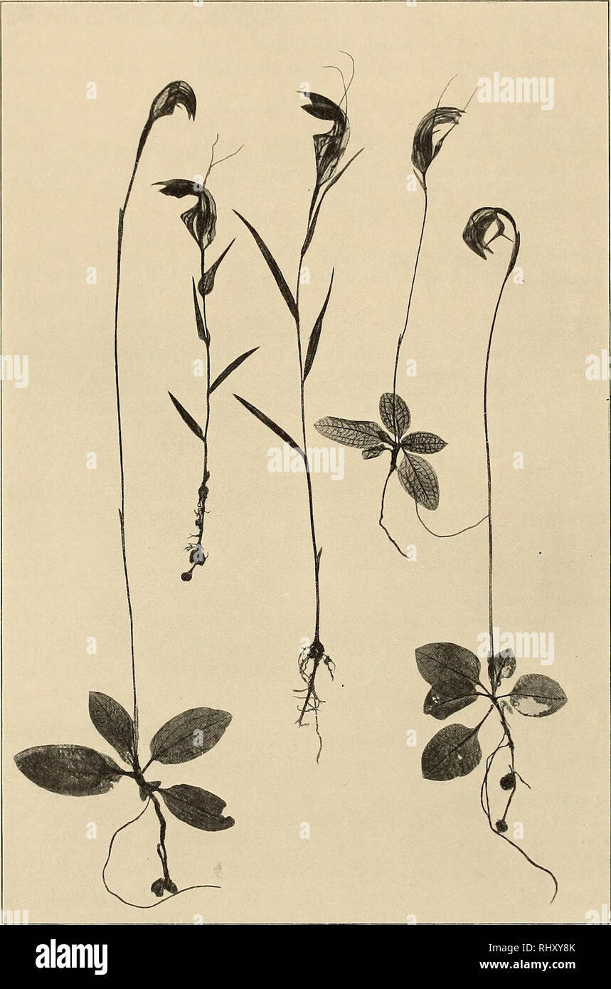 . Beiträge zur Flora und Pflanzengeographie Australiens. La botanica. - 548 - 47 (1890), Queensl. Fl. V. 1579 (1902), Compreh. Catal. 538 (1913), Moobe Handb. Fl. N. S.Galles 402 (1893). Arthrochiltt* irritabiün F. v. Ml KU,. Fragm. I. 43 (1858). 1.. Fig. 116. 1. Pterostylis grandiflora R. Br. (Valle di Katoomba); 2. P. ophioglossa R. Br. (Fiume Brisbane): 3. P. nutans R. Br. (Valle di Katoomba). (Schwach verkl). geogr. Verbreitung: Queensland, N. S.Wales, Victoria. Süd-Queensland: Fiume Brisbane (Am. Dietrich, No. 2653).. Si prega di notare che queste immagini vengono estratte dalla pagina sottoposta a scansione le immagini che potrebbero hav Foto Stock