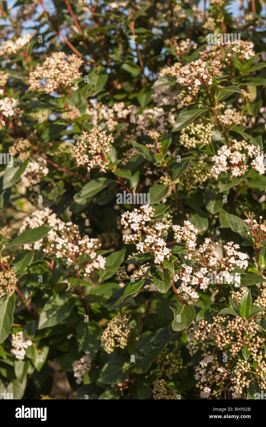 Fioritura invernale arbusto pallon di maggio con piccolo profondo delicato gemme rosa e blushed fiori bianchi, Viburnum tinus, profondo foglie verdi Foto Stock