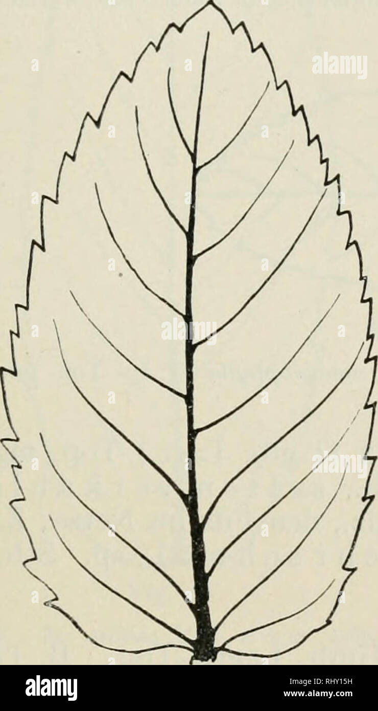 . Beihefte zum botanischen Centralblatt. Piante. T Opitz, Beiträge zur Kenntnis der Menthenflora von Mitteleuropa. 197 auß. ger. o. konv., sp., vorwts. gerichteten 1-2 mm h., 5-7 mm entf. Enden. Sch.ähren veränderlich. La PfL kräftig, bis 8 dm h.: d var. genevensis (Dur.) Bq. (M. genevensis D. D.) Frankreich, B. e il fondo di promozione scientifica e tecnologica., Bas. herzf., obsts. verkahlend, untsts. grünHch o. graul, u. f 1., 70-80 X 40 bis 43 mm Durchschn im. gr.: Z. d. S. + zahlreich, + angedrückt, mit sp. o. zugesp., vorwts. gerichteten, auß.. o. konv., 1 mm h., 5-10 mm entf. Enden. Sch.ähren zieml. dicht beh., pro- tandris Foto Stock